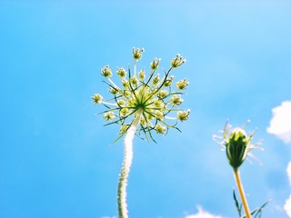 white flowers on blue sky background