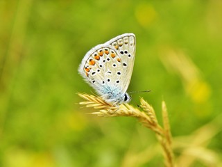 Fototapeta na wymiar White little butterfly