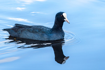 Ducks