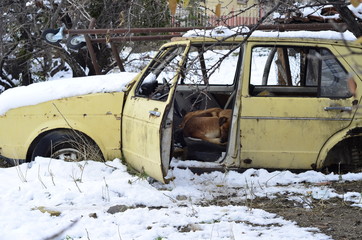 Three dogs sleeping in the scrap in a cold day