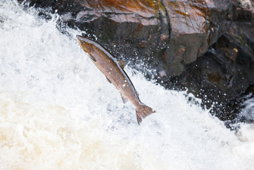 Large Atlantic salmon leaping up the waterfall on their way migration route to their spawning...