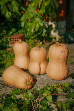 Butternuts, doubeurres, quatre courges sur un muret