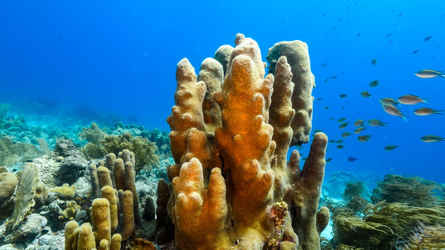 Seascape of coral reef in Caribbean Sea around Curacao at dive site Duane's Release  with pillar coral and sponge