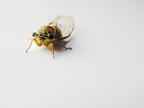 Cigarra isolated white background insect seen from front
