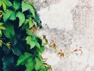 Green plant climbing a wall