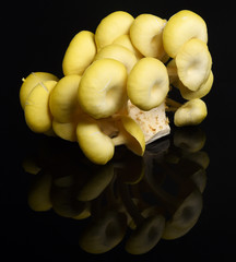 cogumelos amarelos estudio 2