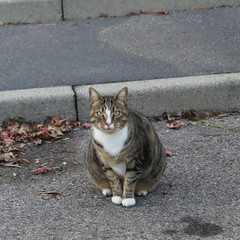 gatto domestico per strada - pericolo