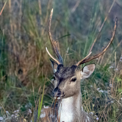 Portrait of young male chital or cheetal (Axis axis), also known as spotted deer or axis deer - Jim Corbett National Park, India