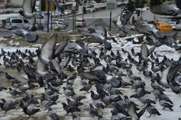 a herd of uneasy and crowded pigeons