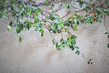 Background of plants