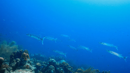 Fototapeta premium Seascape of coral reef in Caribbean Sea around Curacao at dive site Duane's Release with school of barracuda, various coral and sponge