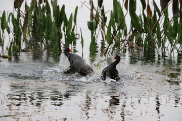 black birds red beak of the lake fight 37