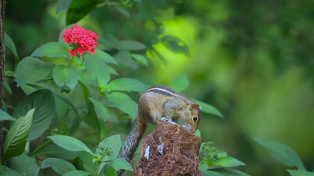 Cute Indian palm squirrel eating in Sri Lanka - Specie Funambulus palmarum family of Sciuridae