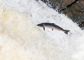 Large Atlantic salmon leaping up the waterfall on their way migration route to their spawning...
