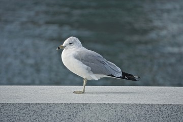 Roosevelt Island, New York, USA: Ring-billed gull (Larus delawarensis) a low granite wall on an island in the East River, New York City.