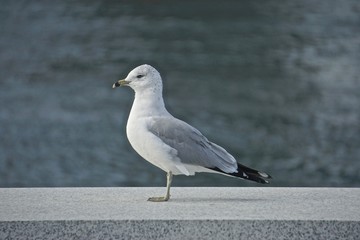 Roosevelt Island, New York, USA: Ring-billed gull (Larus delawarensis) a low granite wall on an island in the East River, New York City.