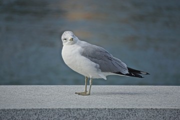 Roosevelt Island, New York, USA: Ring-billed gull (Larus delawarensis) a low granite wall on an island in the East River, New York City.