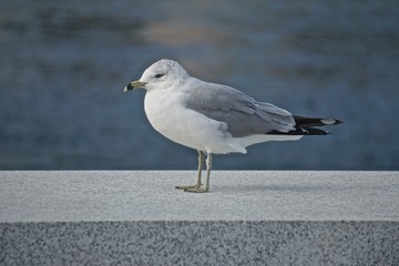 Roosevelt Island, New York, USA: Ring-billed gull (Larus delawarensis) a low granite wall on an island in the East River, New York City.