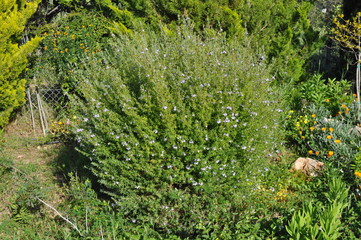 Fototapeta premium The Most Beautiful Garden Photos