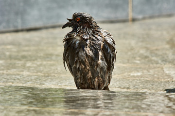 Pigeon in the market town of Troyes, France ..