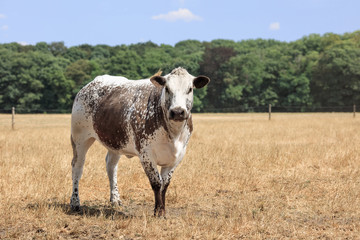 Brown/white spotted Cholistani bull in a field with forest edge on the background.