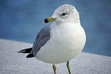 Roosevelt Island, New York, USA: Ring-billed gull (Larus delawarensis) a low granite wall on an island in the East River, New York City.