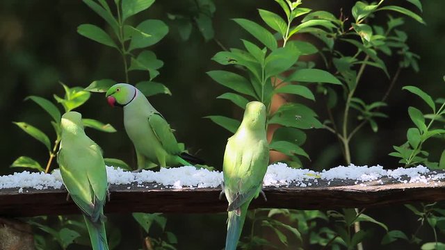 Rose-ringed parakeet in Sri Lanka - Specie Psittacula krameri family Psittacidae