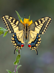 Beautiful butterfly & flower in the garden.