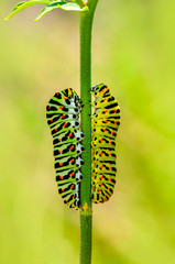 Сaterpillar of swallowtail - Stock Image