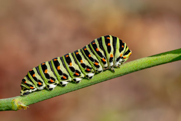 Сaterpillar of swallowtail - Stock Image