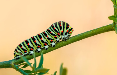 Сaterpillar of swallowtail - Stock Image