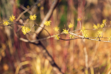 Yellow witch hazel flowers blooming in the winter