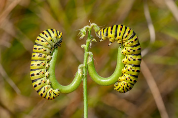 Сaterpillar of swallowtail - Stock Image