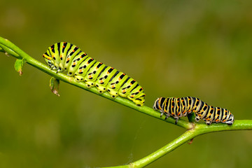 Сaterpillar of swallowtail - Stock Image