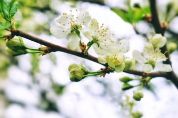 apple blossom white flowers and blue sky spring 