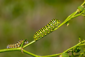 Сaterpillar of swallowtail - Stock Image