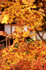 京都洛北の紅葉