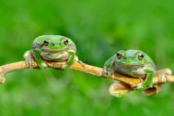 Tree frog - Stock Image