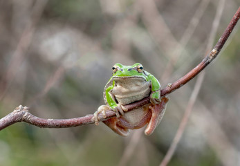 Tree frog - Stock Image