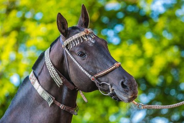 Obraz premium Beautiful dark brown akhal teke horse with silver and red show halter on, close up portrait, detail of head, blurry green and blue background, sunny spring day at a stable, outdoors