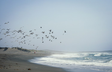 Scenic landscape with a flock of seagulls flying over Ocean Beach near San Francisco, California