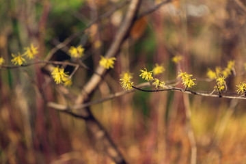 Yellow witch hazel flowers blooming in the winter