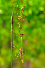 Mantis from family Sphondromantis lurking 