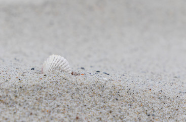 sea shell on the beach