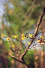 Yellow witch hazel flowers blooming in the winter