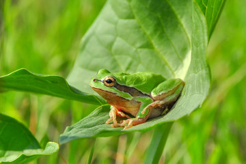 Tree frog - Stock Image