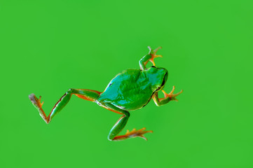 Tree frog - Stock Image