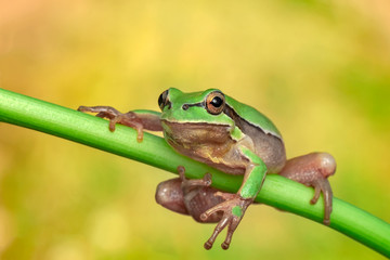 Tree frog - Stock Image