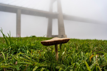 mushroom under the bridge