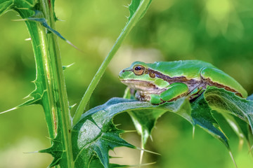 Tree frog - Stock Image